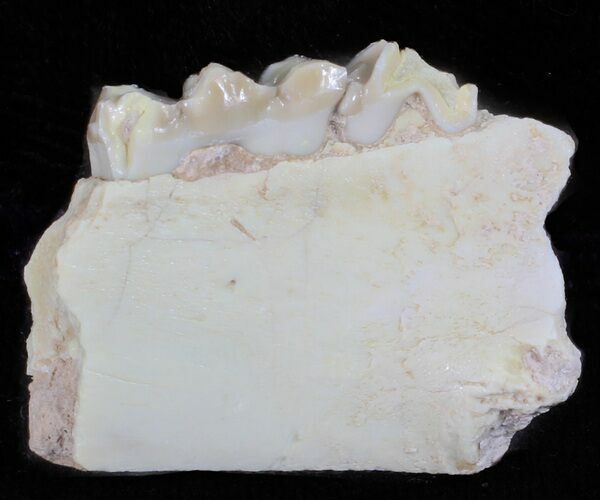 Oligocene Ruminant (Leptomeryx) Jaw Section #60971
